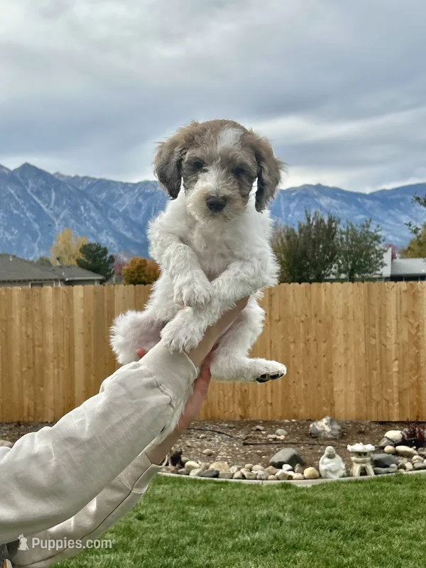 Dougie boy – Poodle - Standard  puppy for sale in Gardnerville, NV