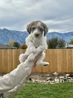 Dougie boy, a male Poodle - Standard  for sale in Gardnerville, NV – 1 of 5