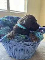 Light blue collar boy , a male Poodle - Standard  for sale in Gardnerville, NV – 4 of 5