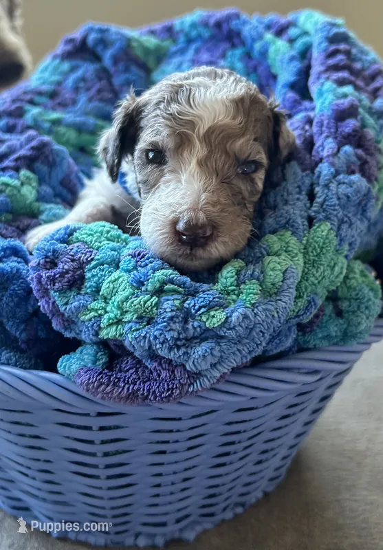 Blue collar boy  – Poodle - Standard  puppy for sale in Gardnerville, NV
