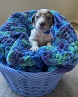 Blue collar boy , a female Poodle - Standard  for sale in Gardnerville, NV – 2 of 6