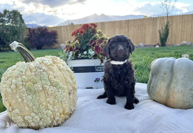 White collar girl – Poodle - Standard  puppy for sale in Gardnerville, NV
