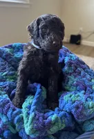 White collar girl, a female Poodle - Standard  for sale in Gardnerville, NV – 5 of 5