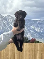 Hershey girl, a female Poodle - Standard  for sale in Gardnerville, NV – 2 of 8