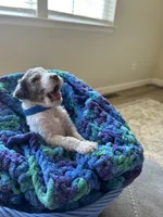 Blue collar boy , a female Poodle - Standard  for sale in Gardnerville, NV – 4 of 6