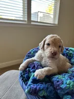 Green collar male, a male Poodle - Standard  for sale in Gardnerville, NV – 5 of 5
