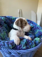 Black collar girl , a female Poodle - Standard  for sale in Gardnerville, NV – 2 of 5