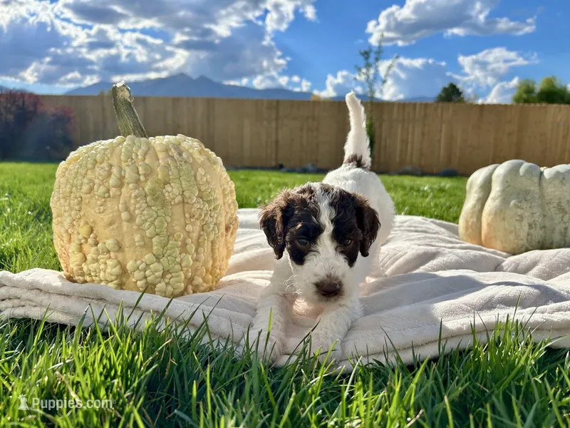 Purple collar girl  – Poodle - Standard  puppy for sale in Gardnerville, NV