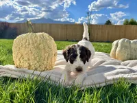 Purple collar girl , a female Poodle - Standard  for sale in Gardnerville, NV – 1 of 7