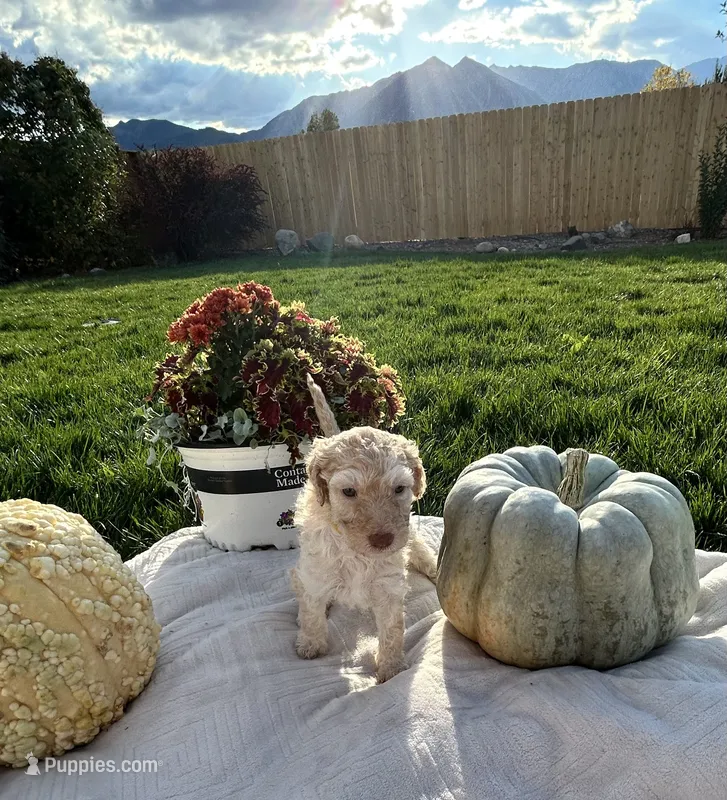 Yellow collar girl  – Poodle - Standard  puppy for sale in Gardnerville, NV