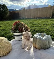 Blondie girl , a female Poodle - Standard  for sale in Gardnerville, NV – 3 of 9