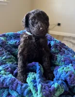 White collar girl, a female Poodle - Standard  for sale in Gardnerville, NV – 3 of 5