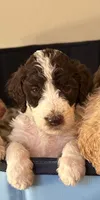 Purple collar girl , a female Poodle - Standard  for sale in Gardnerville, NV – 2 of 7