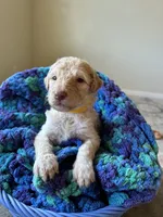 Yellow collar girl , a female Poodle - Standard  for sale in Gardnerville, NV – 3 of 4