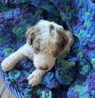 Black collar girl , a female Poodle - Standard  for sale in Gardnerville, NV – 3 of 5