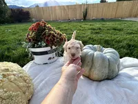 Blondie girl , a female Poodle - Standard  for sale in Gardnerville, NV – 4 of 9