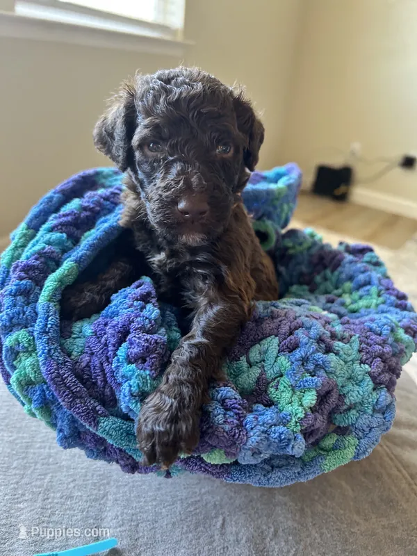 Brown collar boy  – Poodle - Standard  puppy for sale in Gardnerville, NV