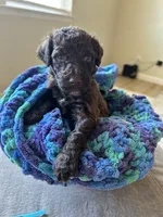 Brown collar boy , a male Poodle - Standard  for sale in Gardnerville, NV – 1 of 4