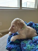 Green collar male, a male Poodle - Standard  for sale in Gardnerville, NV – 2 of 5
