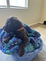 Brown collar boy , a male Poodle - Standard  for sale in Gardnerville, NV – 4 of 4