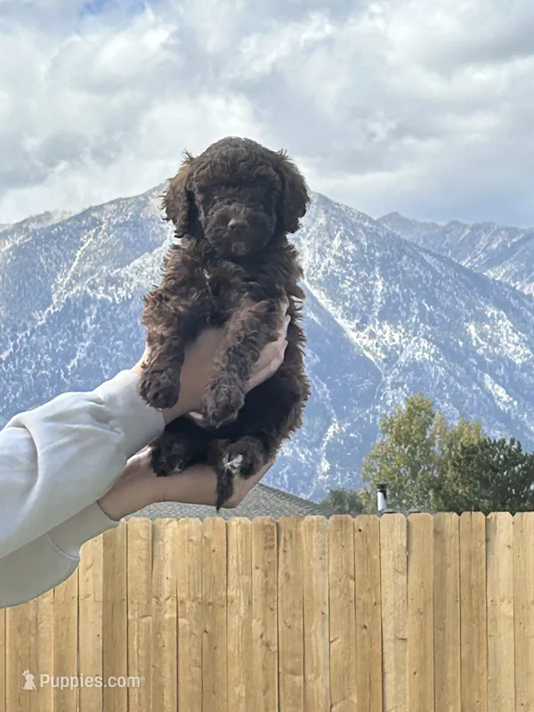 Brown collar boy  – Poodle - Standard  puppy for sale in Gardnerville, NV