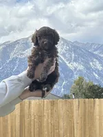 Teddy boy , a male Poodle - Standard  for sale in Gardnerville, NV – 2 of 8