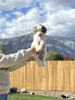 Diamond girl , a female Poodle - Standard  for sale in Gardnerville, NV – 2 of 9