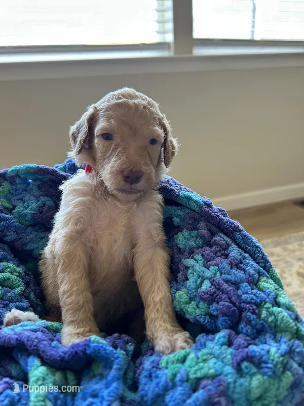 Red collar girl  – Poodle - Standard  puppy for sale in Gardnerville, NV