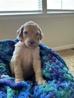Red collar girl , a female Poodle - Standard  for sale in Gardnerville, NV – 1 of 5