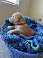 Red collar girl , a female Poodle - Standard  for sale in Gardnerville, NV – 5 of 5