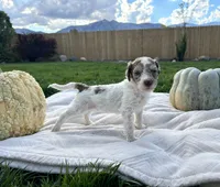 Dougie boy, a male Poodle - Standard  for sale in Gardnerville, NV – 4 of 5