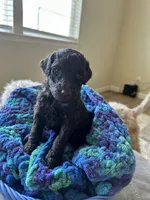 White collar girl, a female Poodle - Standard  for sale in Gardnerville, NV – 2 of 5