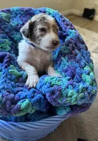 Blue collar boy , a female Poodle - Standard  for sale in Gardnerville, NV – 3 of 6