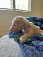 Grey collar girl, a male Poodle - Standard  for sale in Gardnerville, NV – 3 of 4