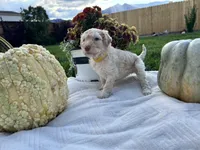 Blondie girl , a female Poodle - Standard  for sale in Gardnerville, NV – 5 of 9