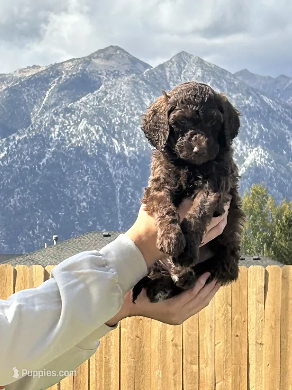Light blue collar boy  – Poodle - Standard  puppy for sale in Gardnerville, NV