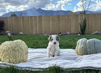 Diamond girl , a female Poodle - Standard  for sale in Gardnerville, NV – 3 of 9