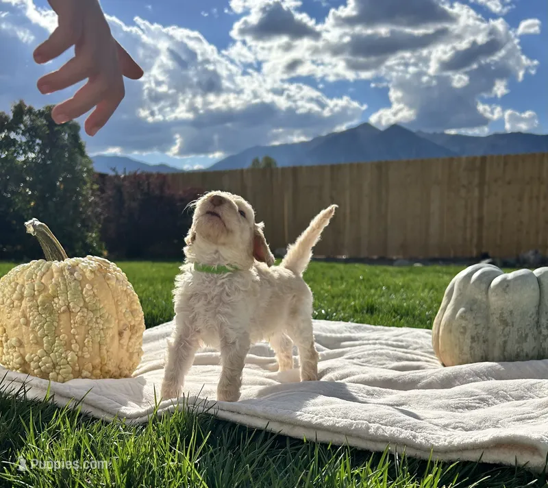Green collar male – Poodle - Standard  puppy for sale in Gardnerville, NV