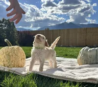 Bodie boy , a male Poodle - Standard  for sale in Gardnerville, NV – 3 of 9