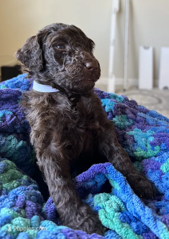 White collar girl – Poodle - Standard  puppy for sale in Gardnerville, NV