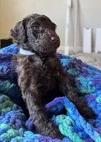 White collar girl, a female Poodle - Standard  for sale in Gardnerville, NV – 1 of 5