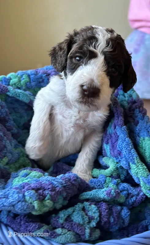 Brown collar girl  – Poodle - Standard  puppy for sale in Gardnerville, NV