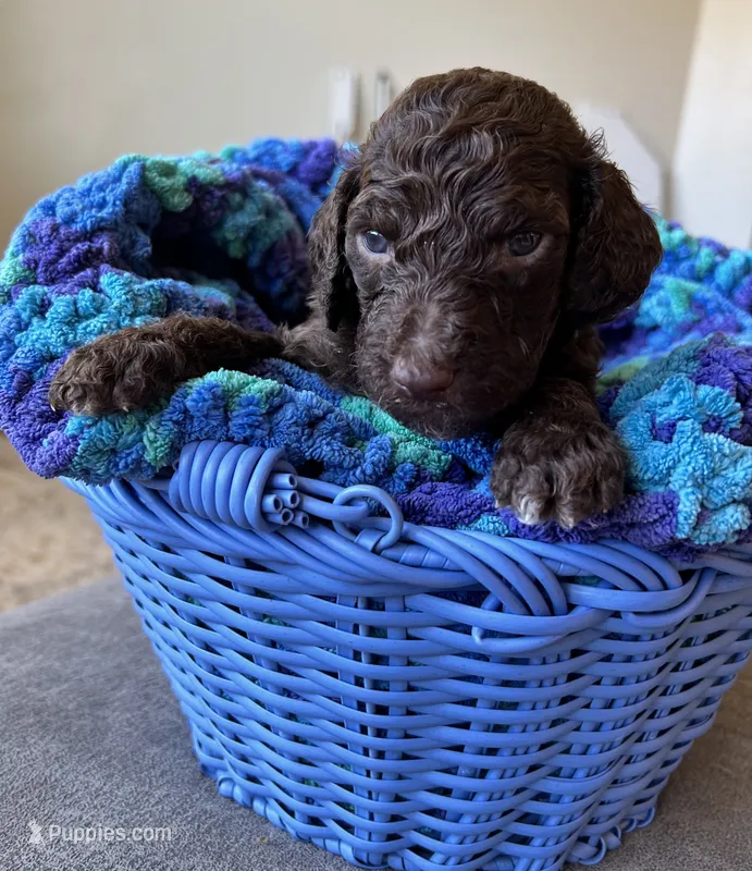 Light blue collar boy  – Poodle - Standard  puppy for sale in Gardnerville, NV