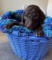 Light blue collar boy , a male Poodle - Standard  for sale in Gardnerville, NV – 1 of 5