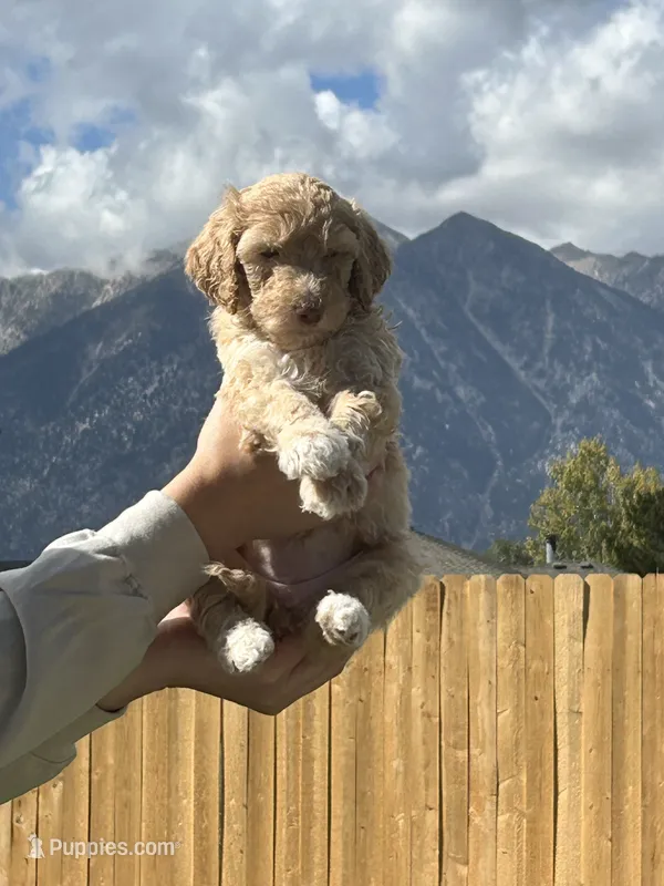 Pink collar girl  – Poodle - Standard  puppy for sale in Gardnerville, NV