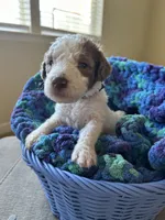 Black collar girl , a female Poodle - Standard  for sale in Gardnerville, NV – 5 of 5
