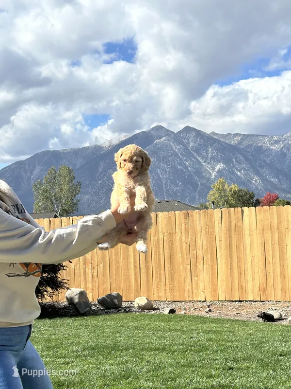 Red collar girl  – Poodle - Standard  puppy for sale in Gardnerville, NV