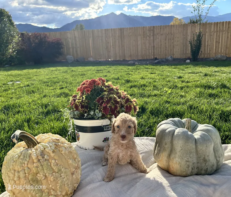 Grey collar girl – Poodle - Standard  puppy for sale in Gardnerville, NV