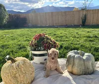 Sandy girl, a female Poodle - Standard  for sale in Gardnerville, NV – 3 of 7