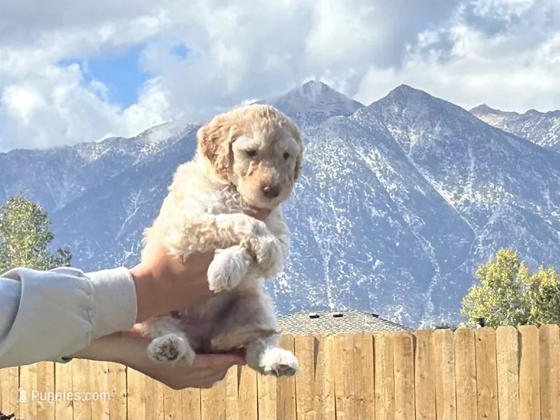 Yellow collar girl  – Poodle - Standard  puppy for sale in Gardnerville, NV